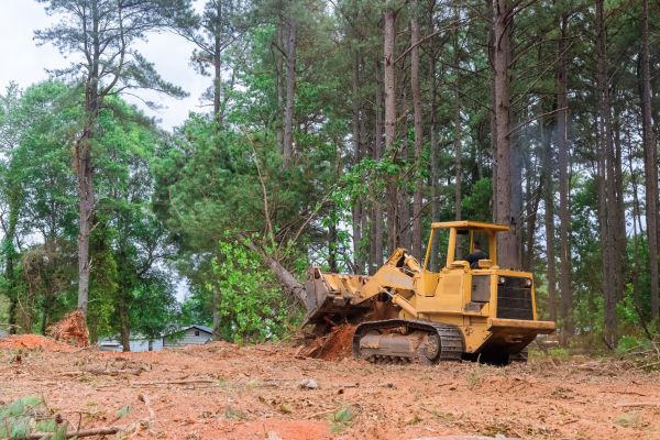 Trees Clearing in Redmond