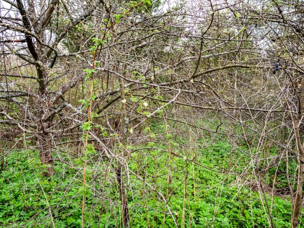 Underbrush Clearing in Redmond