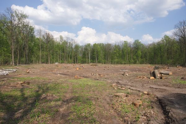 Pasture Clearing in Redmond