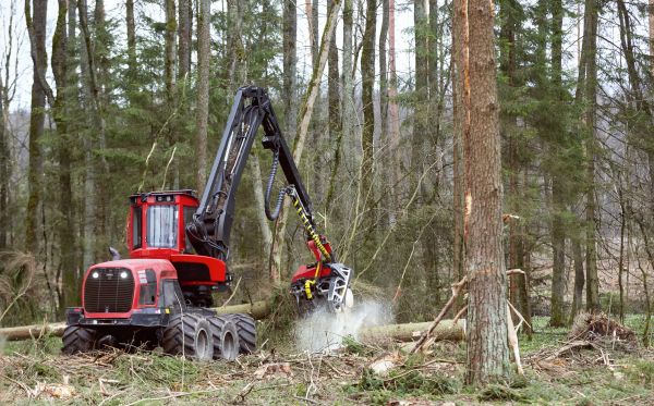 Forest Clearance Service in Redmond