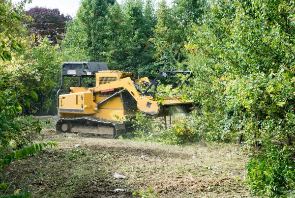 Pathway Clearing in Redmond