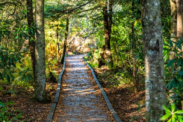 Trail Clearing in Redmond